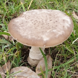 Amanita sp. at Cook, ACT - 24 Mar 2021 10:23 AM