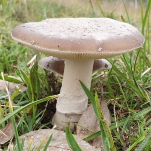 Amanita sp. at Cook, ACT - 24 Mar 2021