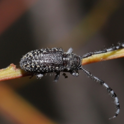 Ancita sp. (genus) (Longicorn or longhorn beetle) at ANBG - 30 Mar 2021 by TimL