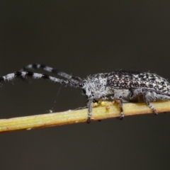 Ancita sp. (genus) at Acton, ACT - 30 Mar 2021