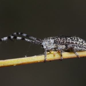 Ancita sp. (genus) at Acton, ACT - 30 Mar 2021