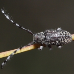 Ancita sp. (genus) at Acton, ACT - 30 Mar 2021