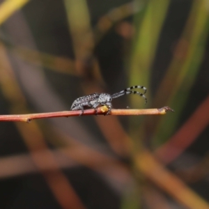 Ancita sp. (genus) at Acton, ACT - 30 Mar 2021