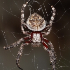 Hortophora transmarina (Garden Orb Weaver) at Acton, ACT - 28 Mar 2021 by TimL