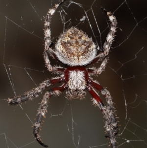 Hortophora transmarina at Acton, ACT - 28 Mar 2021