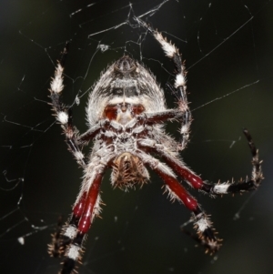 Hortophora transmarina at Acton, ACT - suppressed