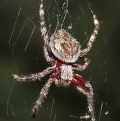 Hortophora transmarina at Acton, ACT - 28 Mar 2021