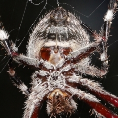 Hortophora transmarina at Acton, ACT - suppressed