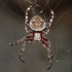 Hortophora transmarina at Acton, ACT - suppressed