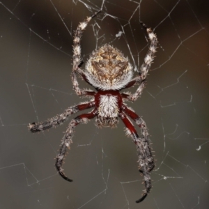 Hortophora transmarina at Acton, ACT - suppressed