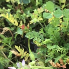 Erodium cicutarium (Common Storksbill, Common Crowfoot) at City Renewal Authority Area - 23 Mar 2021 by Tapirlord