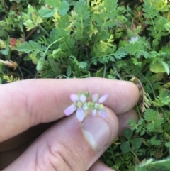 Erodium cicutarium at Lyneham Wetland - 24 Mar 2021