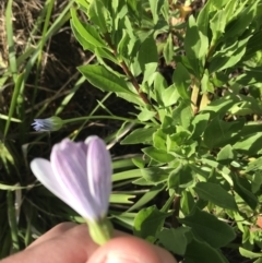 Dimorphotheca ecklonis at Lyneham Wetland - 24 Mar 2021