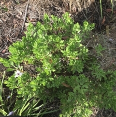 Dimorphotheca ecklonis at Lyneham Wetland - 24 Mar 2021