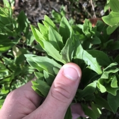 Dimorphotheca ecklonis at Lyneham Wetland - 24 Mar 2021