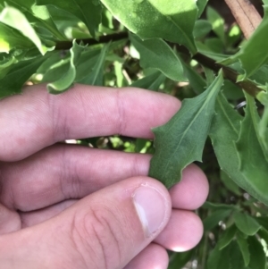 Dimorphotheca ecklonis at Lyneham Wetland - 24 Mar 2021