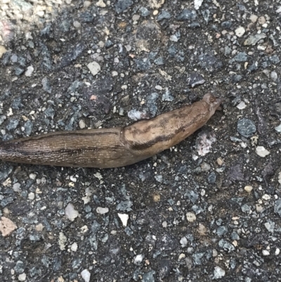 Ambigolimax sp. (valentius and waterstoni) (Striped Field Slug) at Sullivans Creek, Lyneham South - 23 Mar 2021 by Tapirlord