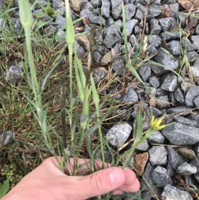 Tragopogon dubius (Goatsbeard) at Lyneham Wetland - 24 Mar 2021 by Tapirlord