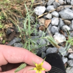 Tragopogon dubius at Lyneham Wetland - 24 Mar 2021