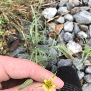 Tragopogon dubius at Lyneham Wetland - 24 Mar 2021 09:46 AM