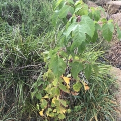 Acer negundo (Box Elder) at Sullivans Creek, Lyneham South - 23 Mar 2021 by Tapirlord