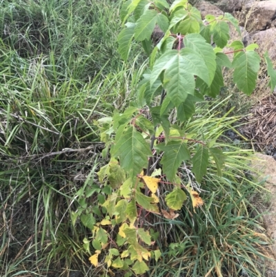 Acer negundo (Box Elder) at Lyneham, ACT - 23 Mar 2021 by Tapirlord