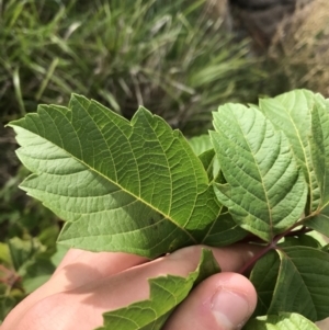 Acer negundo at Lyneham Wetland - 24 Mar 2021