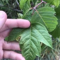 Acer negundo at Lyneham Wetland - 24 Mar 2021