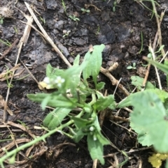 Capsella bursa-pastoris (Shepherd's Purse) at Sullivans Creek, Lyneham South - 23 Mar 2021 by Tapirlord