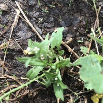 Capsella bursa-pastoris (Shepherd's Purse) at Lyneham Wetland - 23 Mar 2021 by Tapirlord