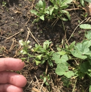 Capsella bursa-pastoris at Lyneham, ACT - 24 Mar 2021