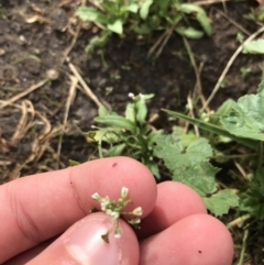 Capsella bursa-pastoris at Lyneham, ACT - 24 Mar 2021 09:50 AM