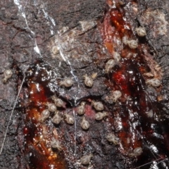 Myopsocus sp. (genus) (A Bark Louse) at ANBG - 26 Feb 2021 by TimL