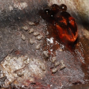 Myopsocus sp. (genus) at Downer, ACT - 26 Feb 2021