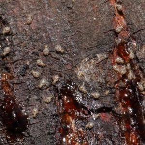 Myopsocus sp. (genus) at Downer, ACT - 26 Feb 2021