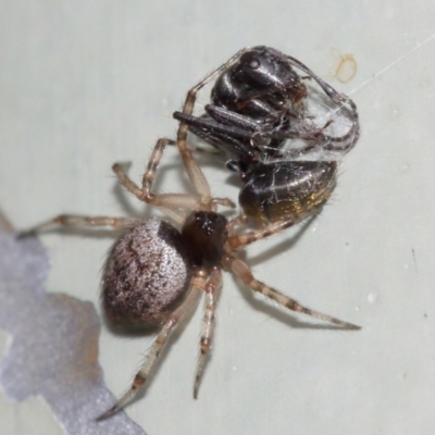 Euryopis sp. (genus) (An ant eating spider) at Acton, ACT - 5 Feb 2021 by TimL