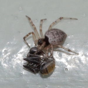 Euryopis sp. (genus) at Acton, ACT - 5 Feb 2021 02:07 PM