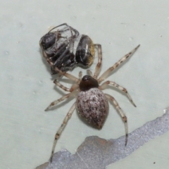 Euryopis sp. (genus) at Acton, ACT - 5 Feb 2021