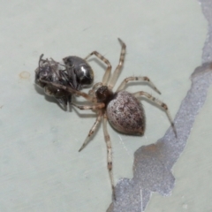 Euryopis sp. (genus) at Acton, ACT - 5 Feb 2021 02:07 PM