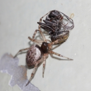 Euryopis sp. (genus) at Acton, ACT - 5 Feb 2021 02:07 PM