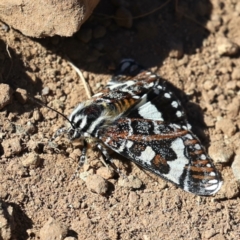 Apina callisto (Pasture Day Moth) at Majura, ACT - 31 Mar 2021 by jb2602