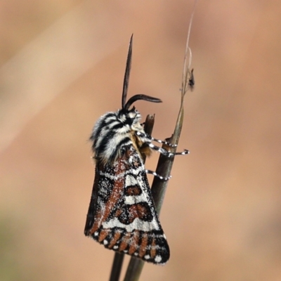 Apina callisto (Pasture Day Moth) at Majura, ACT - 31 Mar 2021 by jb2602