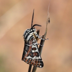 Apina callisto (Pasture Day Moth) at Majura, ACT - 31 Mar 2021 by jbromilow50