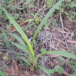 Arthropodium milleflorum at Paddys River, ACT - 11 Feb 2021