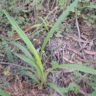 Arthropodium milleflorum (Vanilla Lily) at Tidbinbilla Nature Reserve - 11 Feb 2021 by michaelb