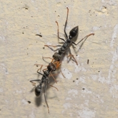 Myrmecia sp. (genus) (Bull ant or Jack Jumper) at Acton, ACT - 11 Mar 2021 by TimL