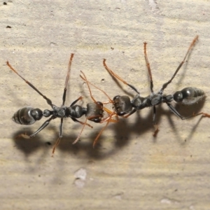 Myrmecia sp., pilosula-group at Acton, ACT - 12 Mar 2021 10:47 AM