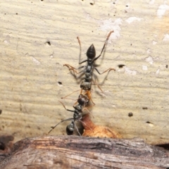 Myrmecia sp., pilosula-group at Acton, ACT - 12 Mar 2021 10:47 AM