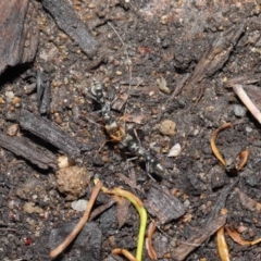 Myrmecia sp., pilosula-group at Acton, ACT - 12 Mar 2021