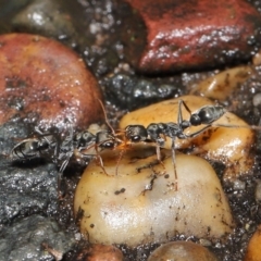 Myrmecia sp., pilosula-group at Acton, ACT - 12 Mar 2021 10:47 AM